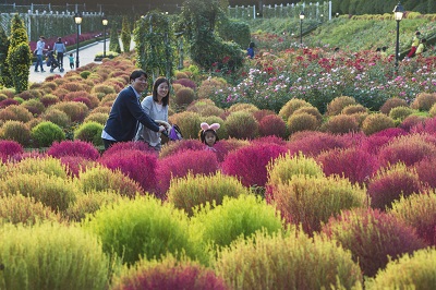 에버랜드 코키아 (1).jpg 에버랜드 코키아 (1).jpg