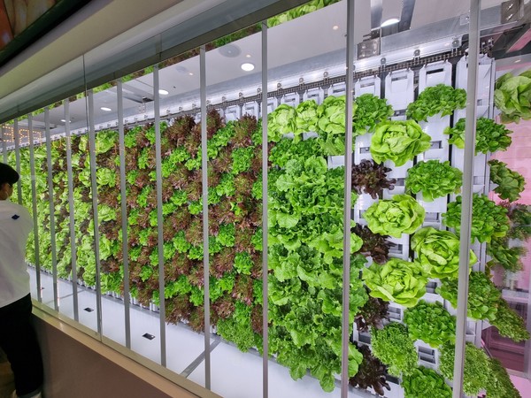 ▲ 굿스터프이터리 강남점 내에 설치된 스마트팜인 'GT팜'