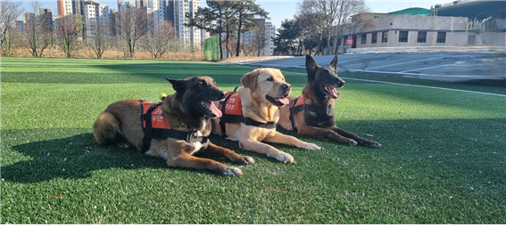 ▲구조견 전진, 아롱, 태공