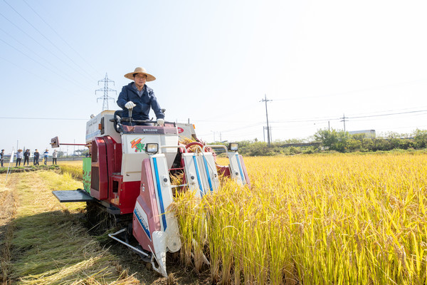 ▲토종 벼를 베고 있는 염태영 부지사.