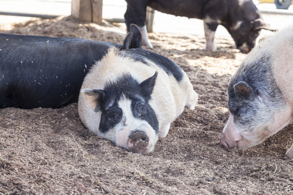 ▲돼지 농장. 기사 내용과는 관계없음(출처: 게티이미지)