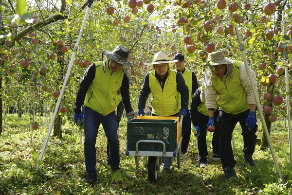 ▲박성헌 경영지원부장(왼쪽에서 첫 번째), 이재호 부사장(왼쪽에서 두 번째)이 사과 수확 및 낙과 수거 작업을 하고 있다.
