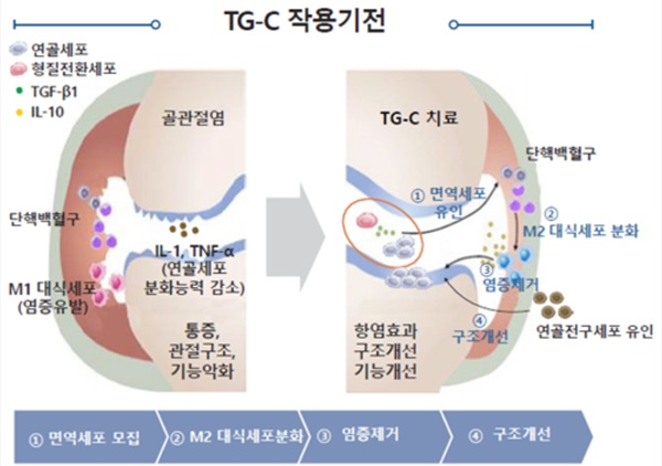 ▲TG-C 작용기전. 사진=코오롱티슈진 홈페이지